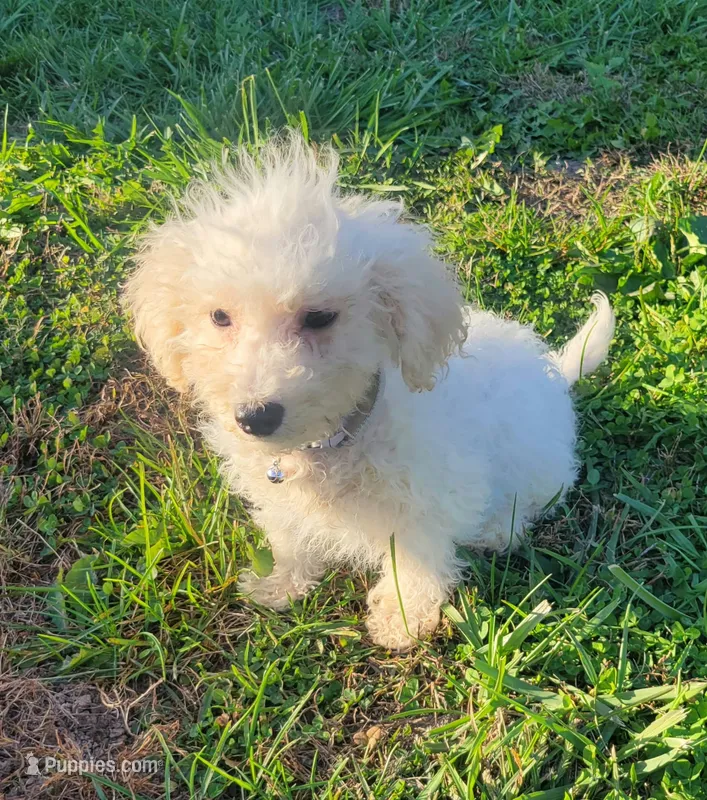 Neo – Bichpoo puppy for sale in La Harpe, IL