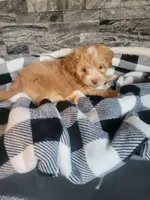 Bronson, a male Havapoo for sale in La Harpe, IL – 4 of 6
