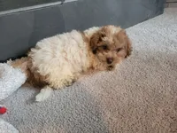 Sissy, a female Poodle - Toy  for sale in La Harpe, IL – 3 of 10