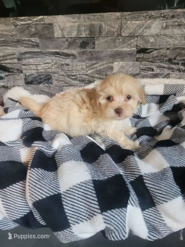 Teddy – Havapoo puppy for sale in La Harpe, IL