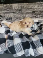 Teddy, a male Havapoo for sale in La Harpe, IL – 1 of 5