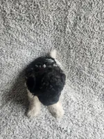 Precious , a female Bichpoo for sale in La Harpe, IL – 6 of 10