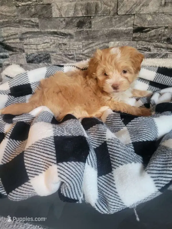 Bronson – Havapoo puppy for sale in La Harpe, IL