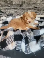 Bronson, a male Havapoo for sale in La Harpe, IL – 1 of 6