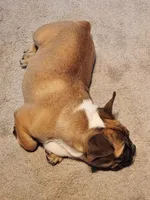 Hank, a male French Bulldog for sale in La Harpe, IL – Photo 9 of 10