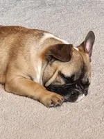 Hank, a male French Bulldog for sale in La Harpe, IL – Photo 2 of 10