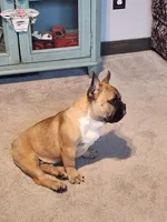 Hank, a male French Bulldog for sale in La Harpe, IL – Photo 4 of 10