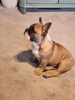 Hank, a male French Bulldog for sale in La Harpe, IL – Photo 1 of 10