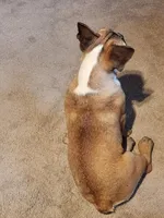 Hank, a male French Bulldog for sale in La Harpe, IL – Photo 10 of 10