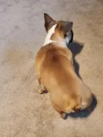 Hank, a male French Bulldog for sale in La Harpe, IL – Photo 8 of 10