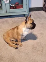 Hank, a male French Bulldog for sale in La Harpe, IL – Photo 3 of 10