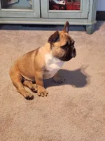Hank, a male French Bulldog for sale in La Harpe, IL – Photo 6 of 10