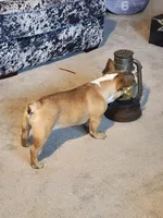 Hank, a male French Bulldog for sale in La Harpe, IL – Photo 7 of 10