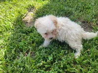Bella, a female Bichpoo for sale in La Harpe, IL – 6 of 7