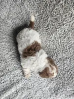 Sissy, a female Poodle - Toy  for sale in La Harpe, IL – 5 of 9