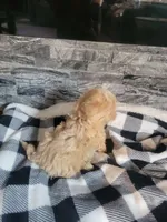 Prince, a male Havapoo for sale in La Harpe, IL – 3 of 5