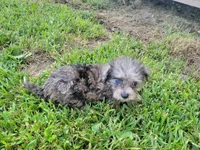 Tinker Bell, a female Bichpoo for sale in La Harpe, IL – 6 of 10