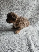 Merle, a male Poodle - Toy  for sale in La Harpe, IL – 2 of 7