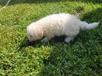 Gracie , a female Bichpoo for sale in La Harpe, IL – 8 of 9