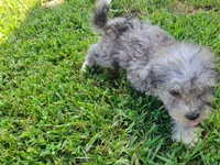 Tinley, a female Bichpoo for sale in La Harpe, IL – 2 of 10