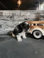 Chip, a male Maltipoo for sale in La Harpe, IL – 4 of 10