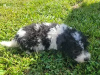 Daisy , a female Bichpoo for sale in La Harpe, IL – 4 of 6