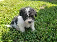 Daisy , a female Bichpoo for sale in La Harpe, IL – 2 of 6