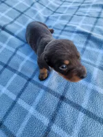 Hershey , a female Miniature Dachshund for sale in La Harpe, IL – 1 of 8