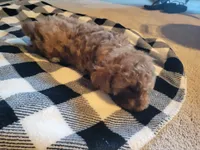 Hank, a male Poodle - Toy  for sale in La Harpe, IL – 6 of 10