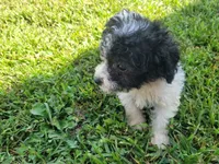 Daisy , a female Bichpoo for sale in La Harpe, IL – 6 of 6