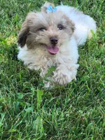 Sissy, a female Poodle - Toy  for sale in La Harpe, IL – 2 of 10