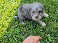 Tinley, a female Bichpoo for sale in La Harpe, IL – 10 of 10
