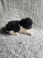 Precious , a female Bichpoo for sale in La Harpe, IL – 3 of 10