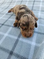 Romeo, a male Miniature Dachshund for sale in La Harpe, IL – 7 of 9