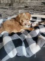Bronson, a male Havapoo for sale in La Harpe, IL – 2 of 6