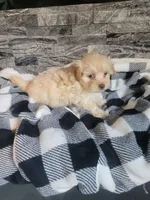 Teddy, a male Havapoo for sale in La Harpe, IL – 5 of 5
