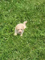 Tater, a male Havapoo for sale in La Harpe, IL – 5 of 10