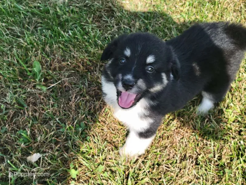 Loretta – Miniature Australian Shepherd puppy for sale in La Harpe, IL