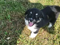 Loretta, a female Miniature Australian Shepherd for sale in La Harpe, IL – 1 of 6
