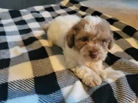 Sissy, a female Poodle - Toy  for sale in La Harpe, IL – 8 of 10