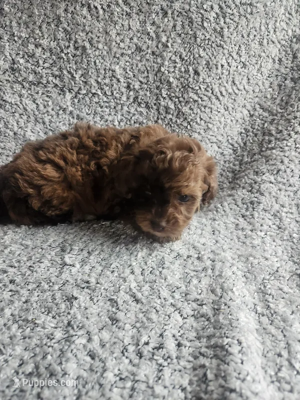 Hank – Poodle - Toy  puppy for sale in La Harpe, IL