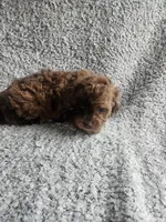 Hank, a male Poodle - Toy  for sale in La Harpe, IL – 1 of 7