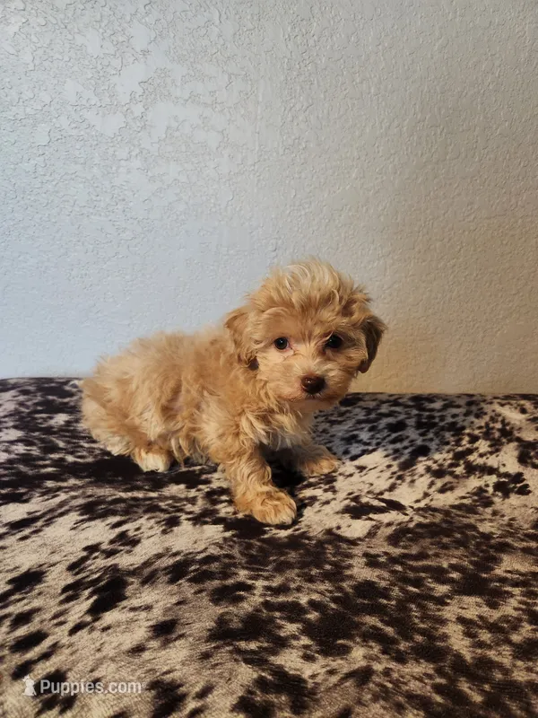 Prince – Havapoo puppy for sale in La Harpe, IL