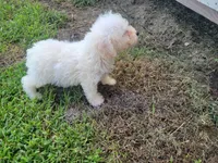 Gracie , a female Bichpoo for sale in La Harpe, IL – 3 of 9