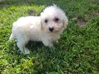 Bella, a female Bichpoo for sale in La Harpe, IL – 2 of 7
