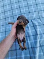 Hershey , a female Miniature Dachshund for sale in La Harpe, IL – 7 of 8