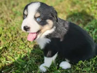 Levi Blue Eyes, a male Miniature Australian Shepherd for sale in La Harpe, IL – 2 of 8