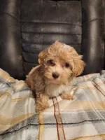 Prince, a male Havapoo for sale in La Harpe, IL – 10 of 10