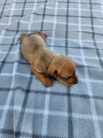 Sissy , a female Miniature Dachshund for sale in La Harpe, IL – 4 of 7