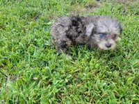 Tinker Bell, a female Bichpoo for sale in La Harpe, IL – 3 of 10